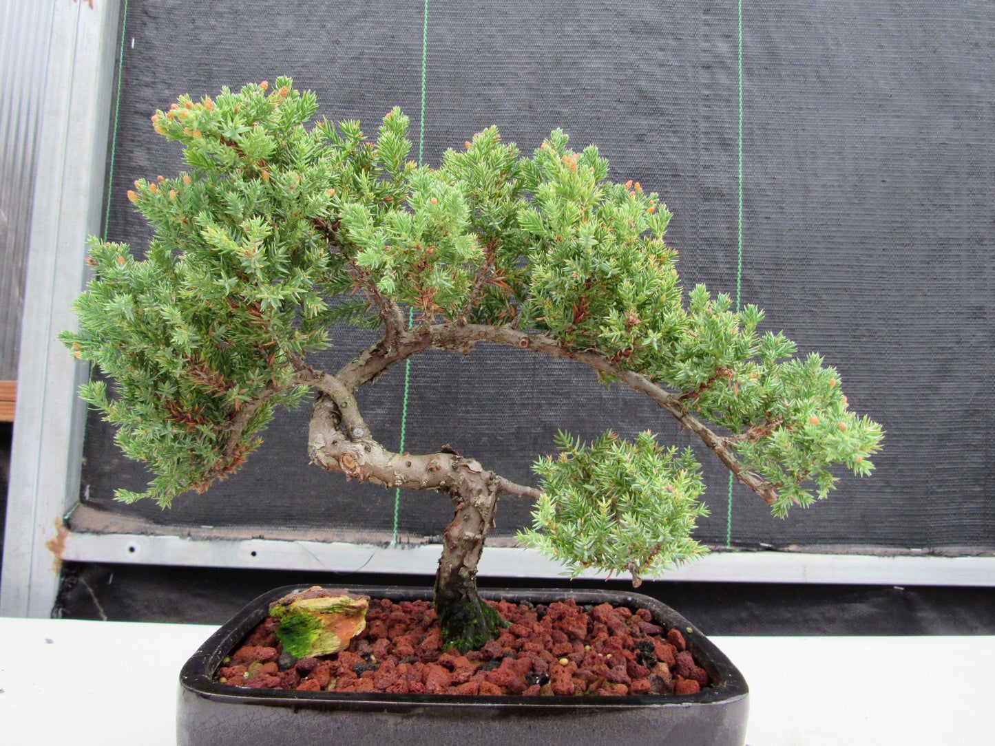 20 Year Old Juniper Specimen Bonsai Tree