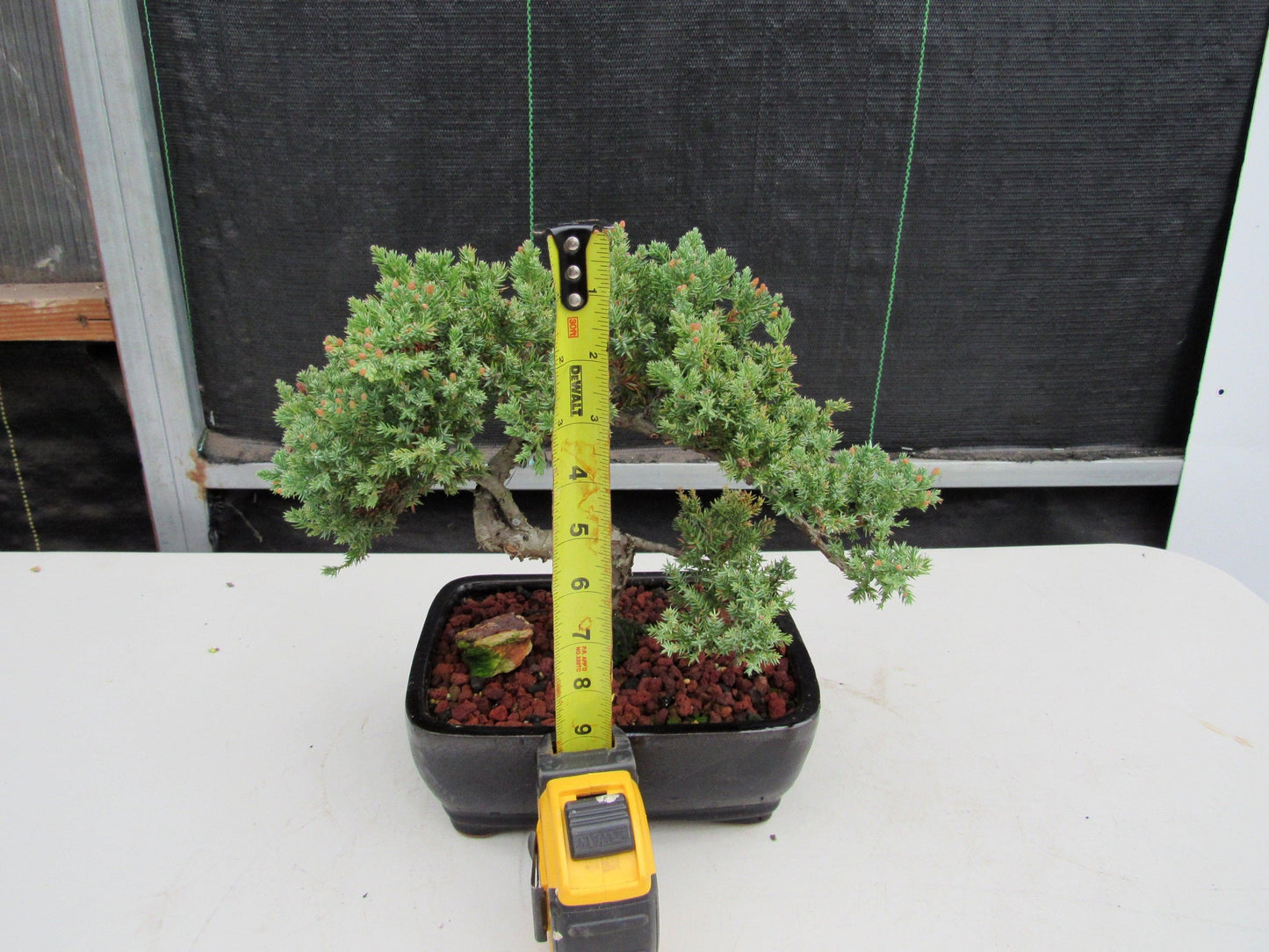 20 Year Old Juniper Specimen Bonsai Tree