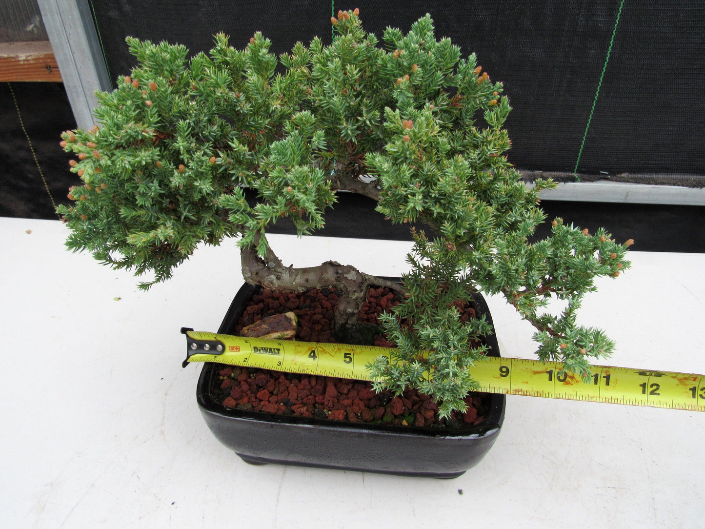 20 Year Old Juniper Specimen Bonsai Tree