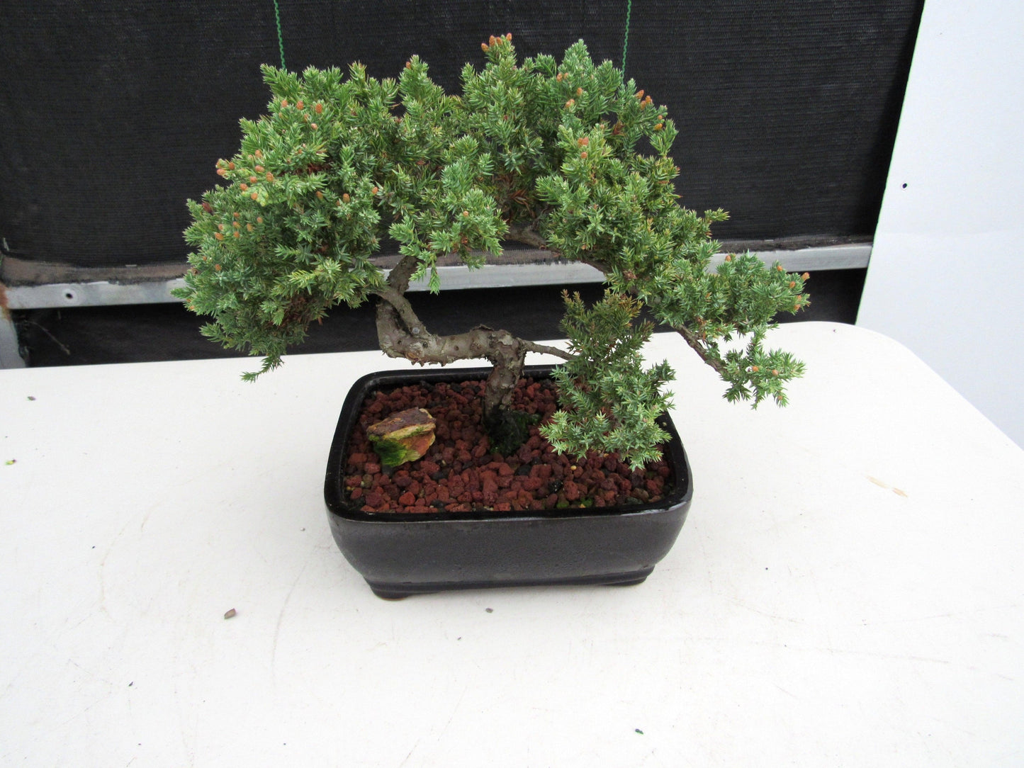 20 Year Old Juniper Specimen Bonsai Tree