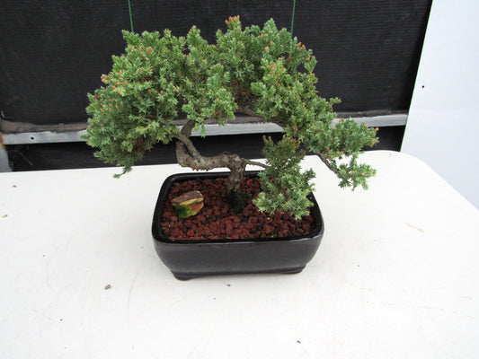 20 Year Old Juniper Specimen Bonsai Tree