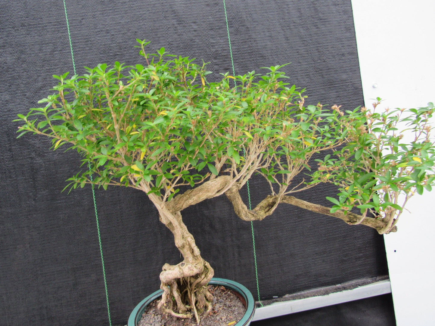 20 Year Old Thousand Star Serissa Flowering Exposed Roots Semi Cascade Specimen Bonsai Tree