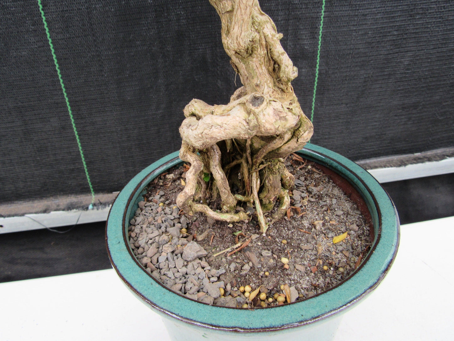 20 Year Old Thousand Star Serissa Flowering Exposed Roots Semi Cascade Specimen Bonsai Tree