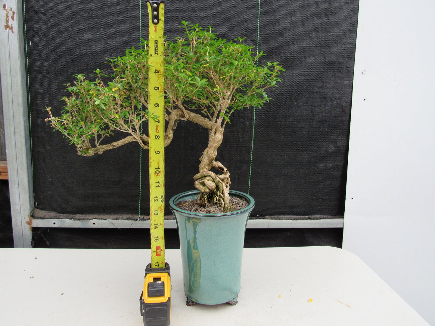 20 Year Old Thousand Star Serissa Flowering Exposed Roots Semi Cascade Specimen Bonsai Tree