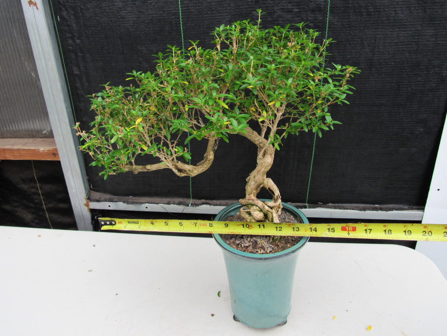 20 Year Old Thousand Star Serissa Flowering Exposed Roots Semi Cascade Specimen Bonsai Tree