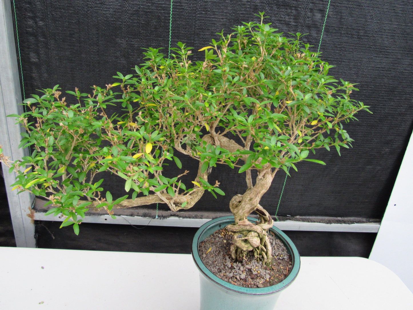 20 Year Old Thousand Star Serissa Flowering Exposed Roots Semi Cascade Specimen Bonsai Tree