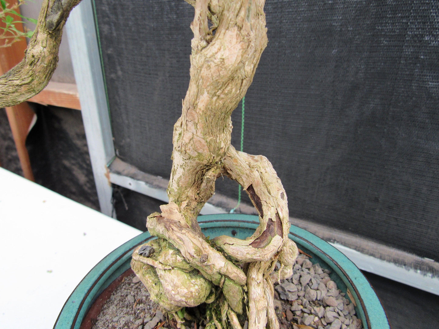 20 Year Old Thousand Star Serissa Flowering Exposed Roots Semi Cascade Specimen Bonsai Tree