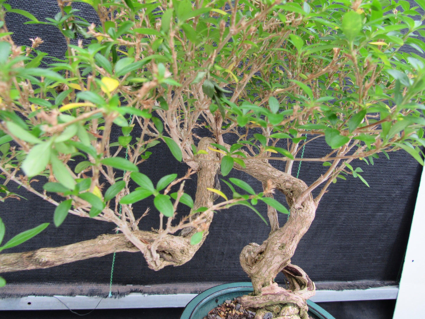 20 Year Old Thousand Star Serissa Flowering Exposed Roots Semi Cascade Specimen Bonsai Tree