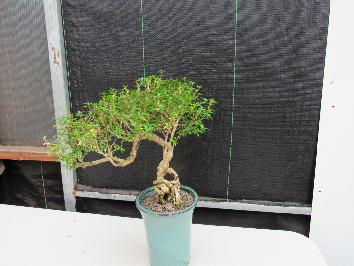 20 Year Old Thousand Star Serissa Flowering Exposed Roots Semi Cascade Specimen Bonsai Tree