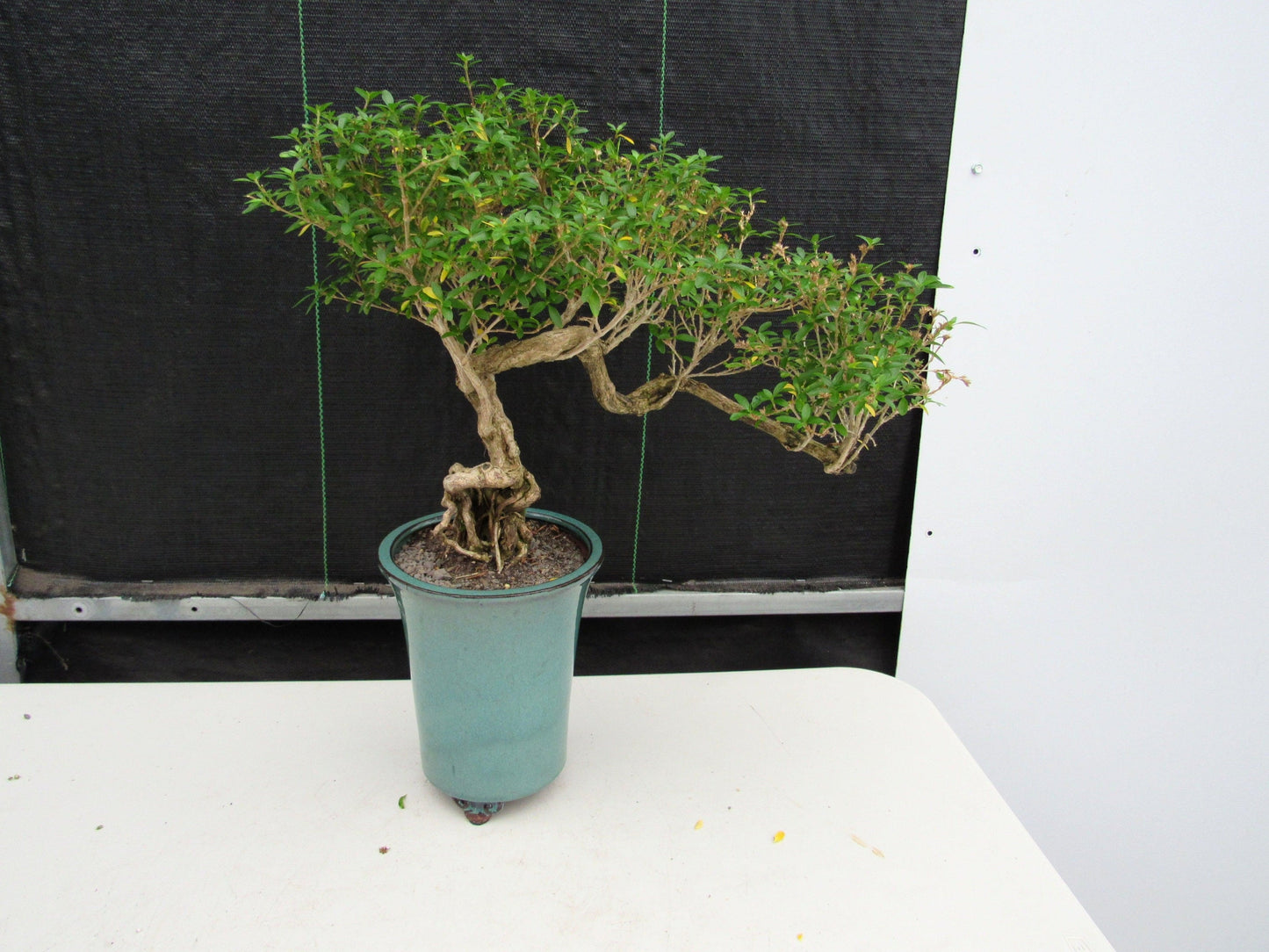 20 Year Old Thousand Star Serissa Flowering Exposed Roots Semi Cascade Specimen Bonsai Tree