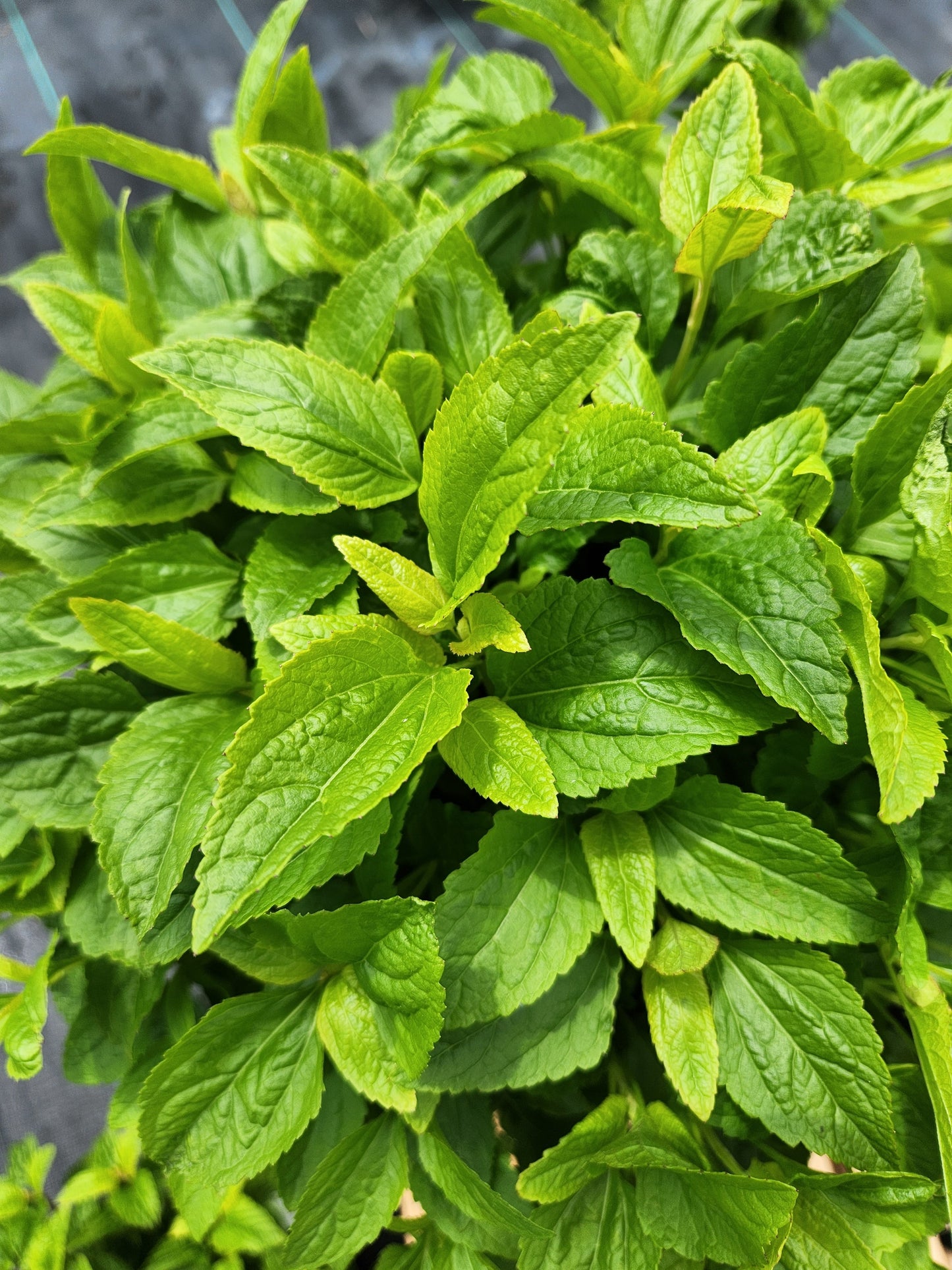 Hardy Ageratum