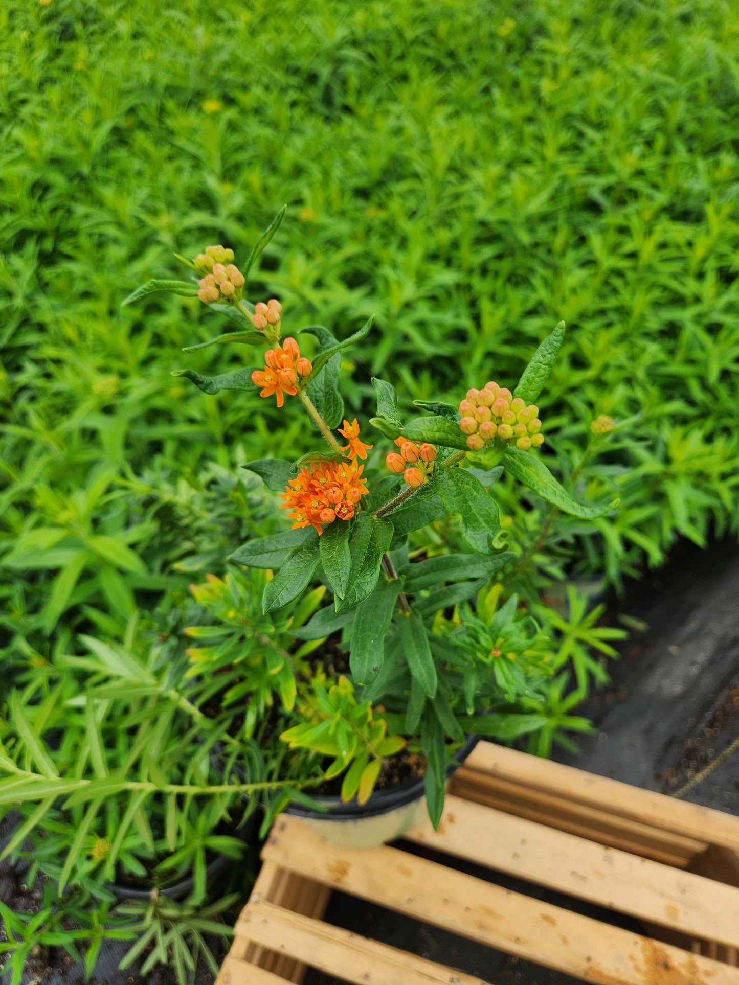 Butterfly Milkweed