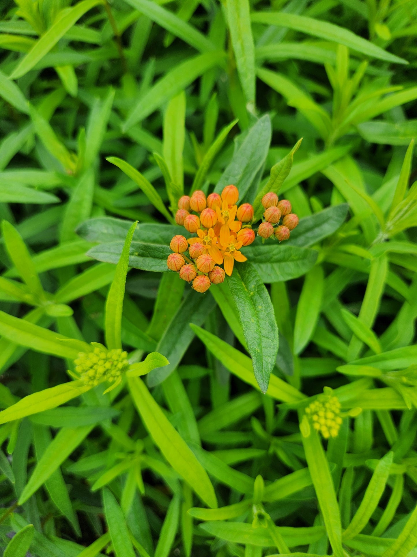 Butterfly Milkweed