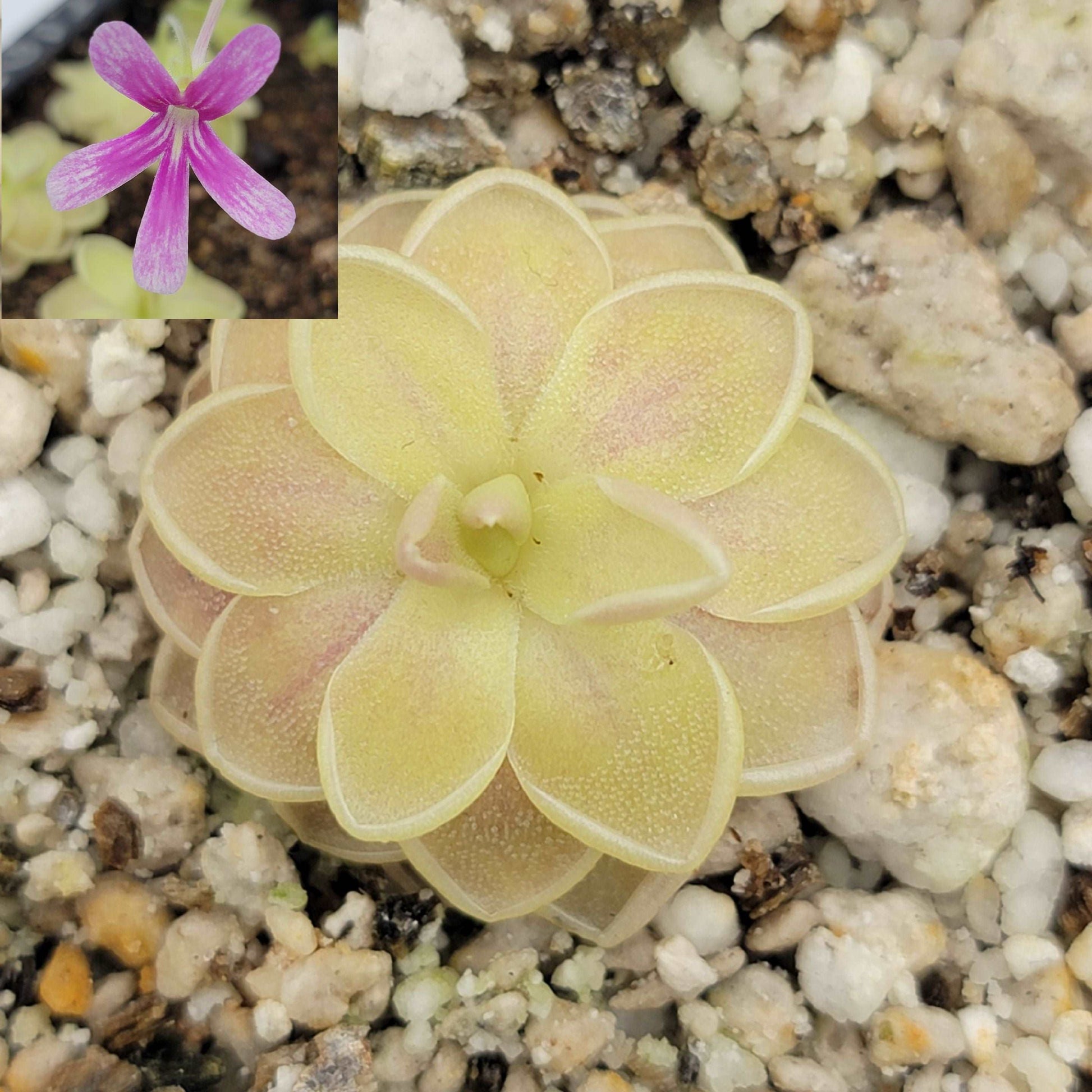 Pinguicula "Sunshine" Rainbow Carnivorous Plants LLC