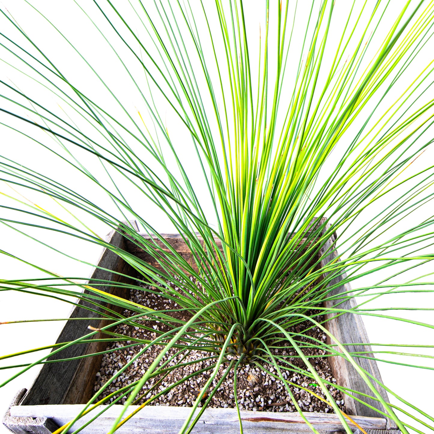 Mexican Grass Tree