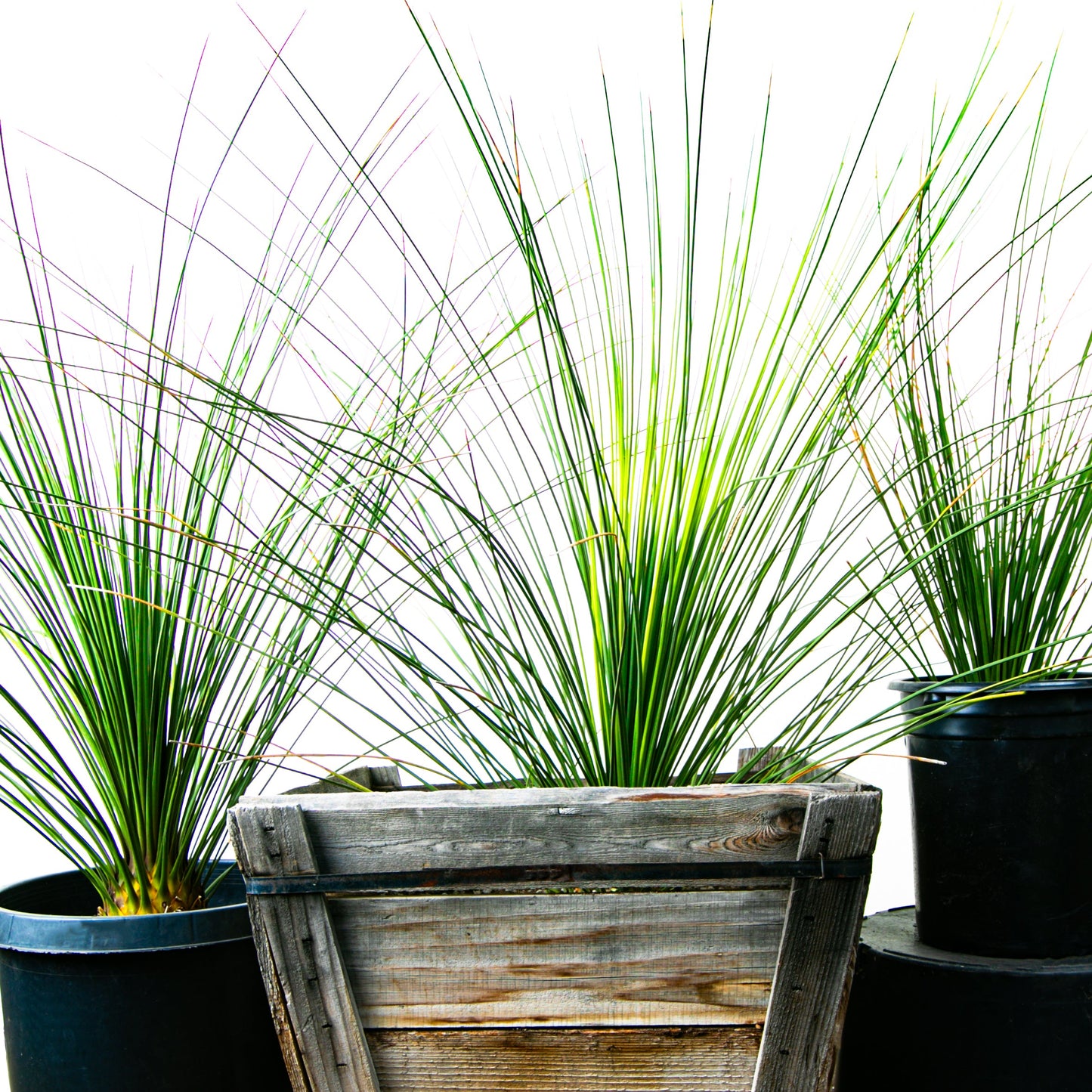 Mexican Grass Tree