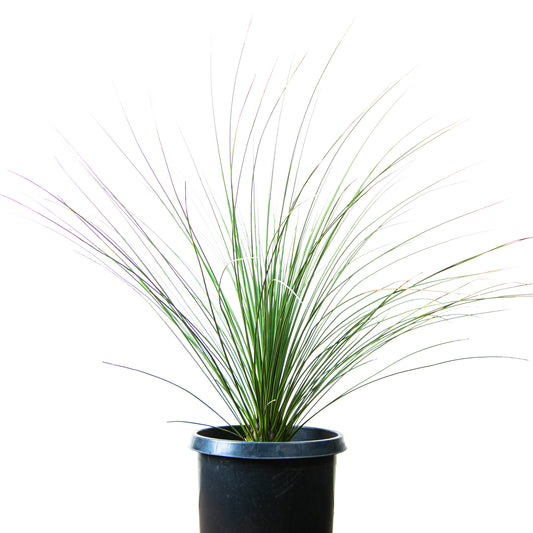 Mexican Grass Tree