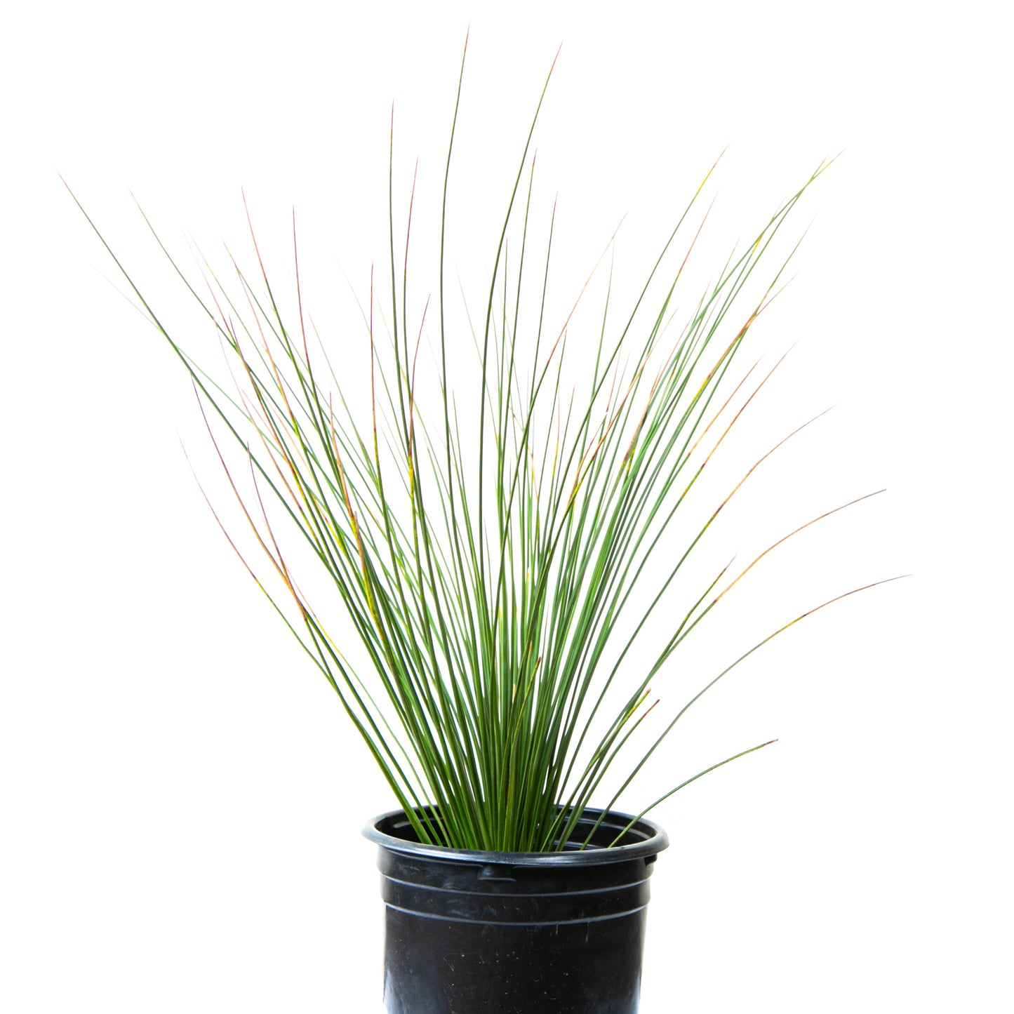 Mexican Grass Tree