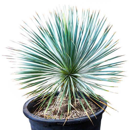 Yucca Rostrata