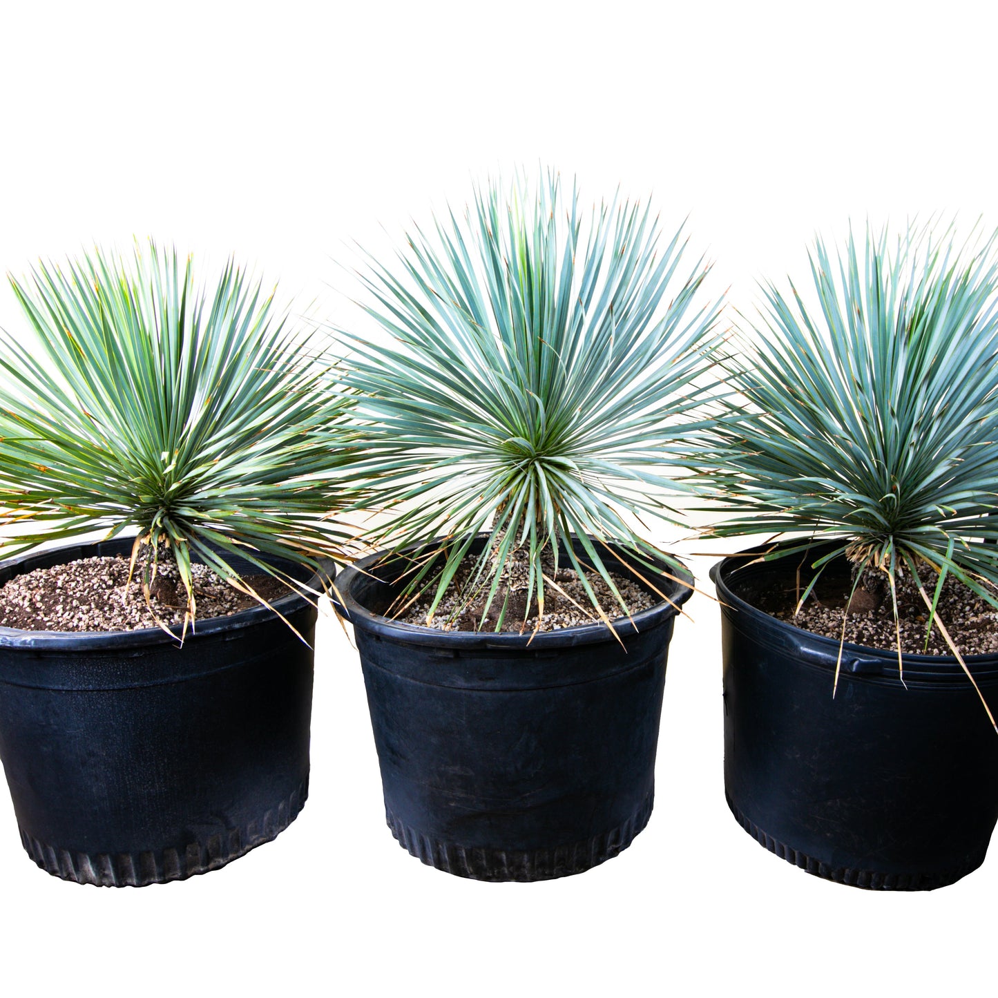 Yucca Rostrata