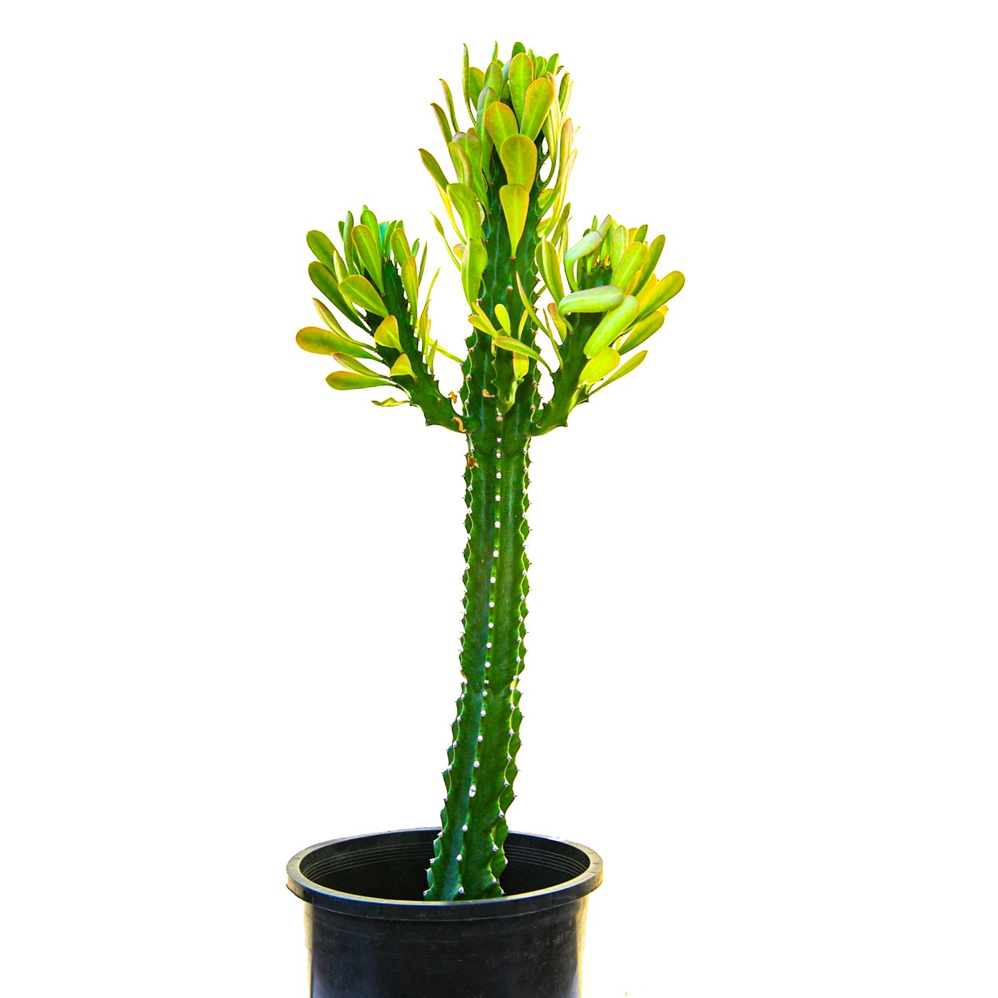 Euphorbia Royaleana