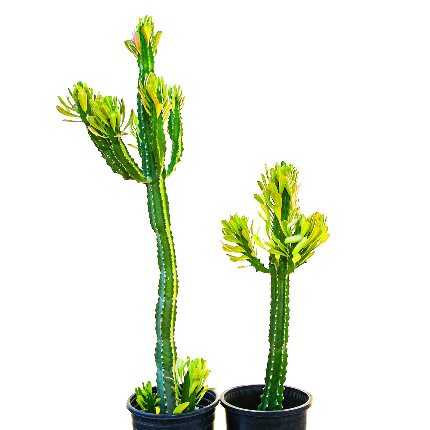 Euphorbia Royaleana