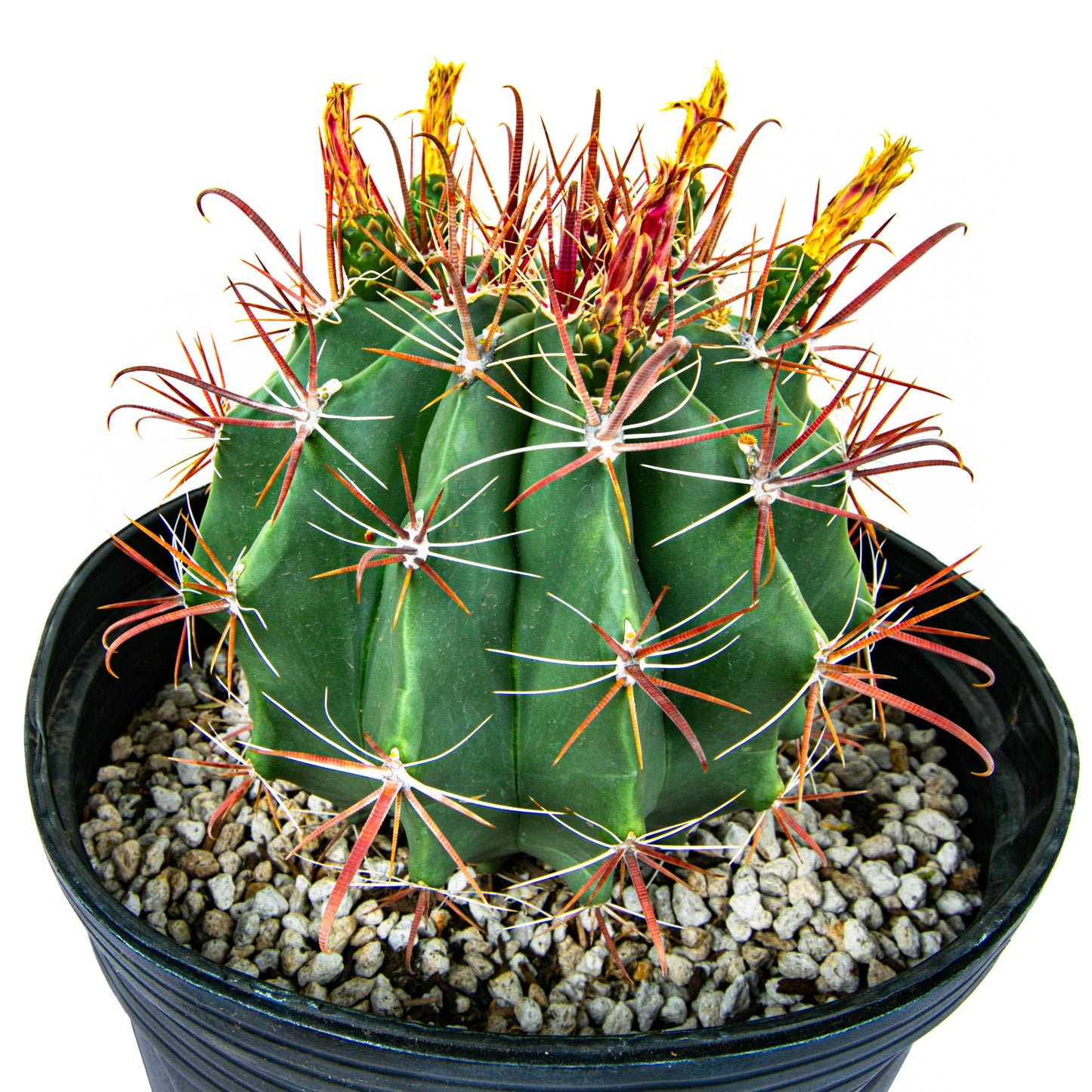 Southwestern Barrel Cactus