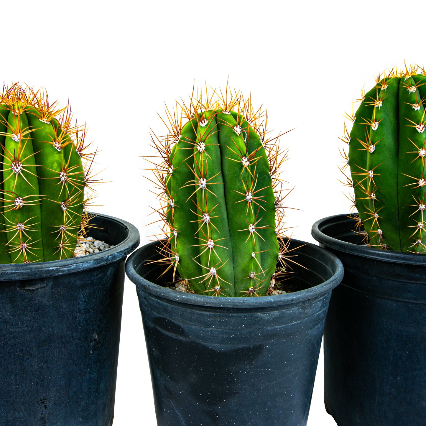 South American Saguaro