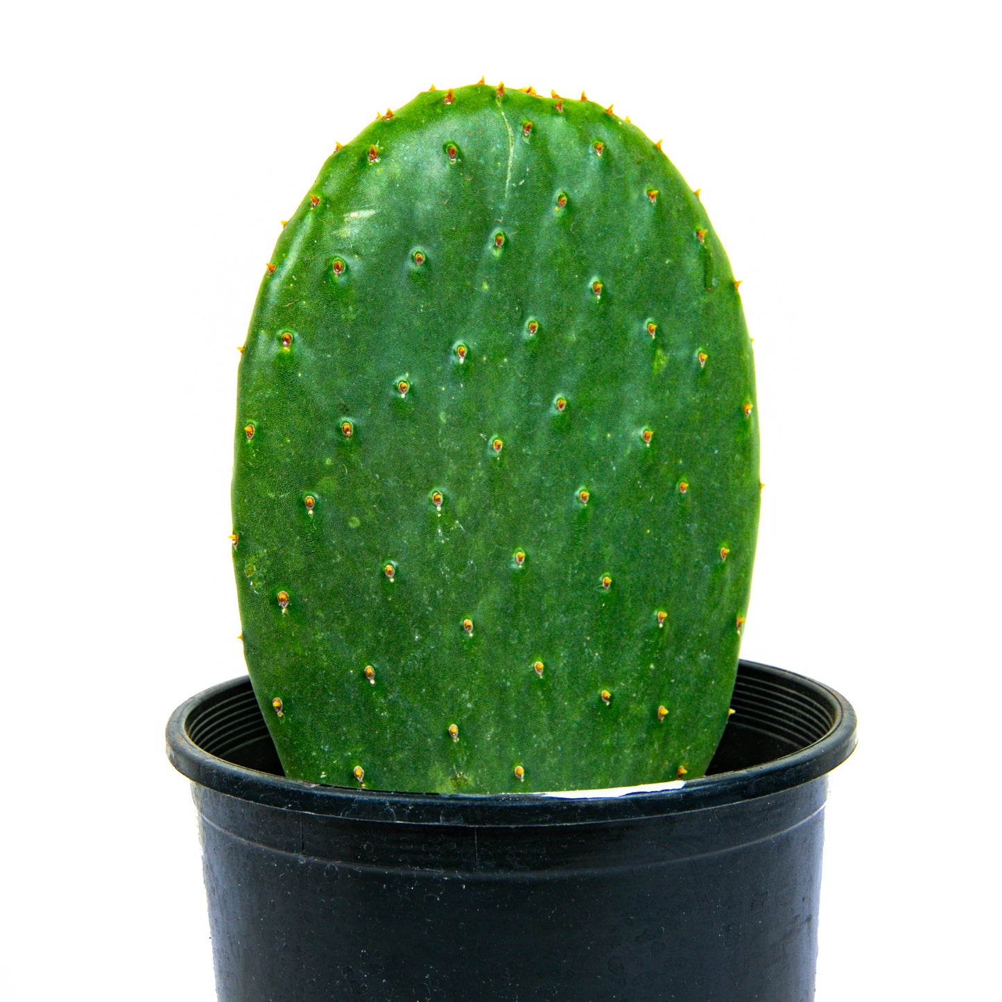 Nopal