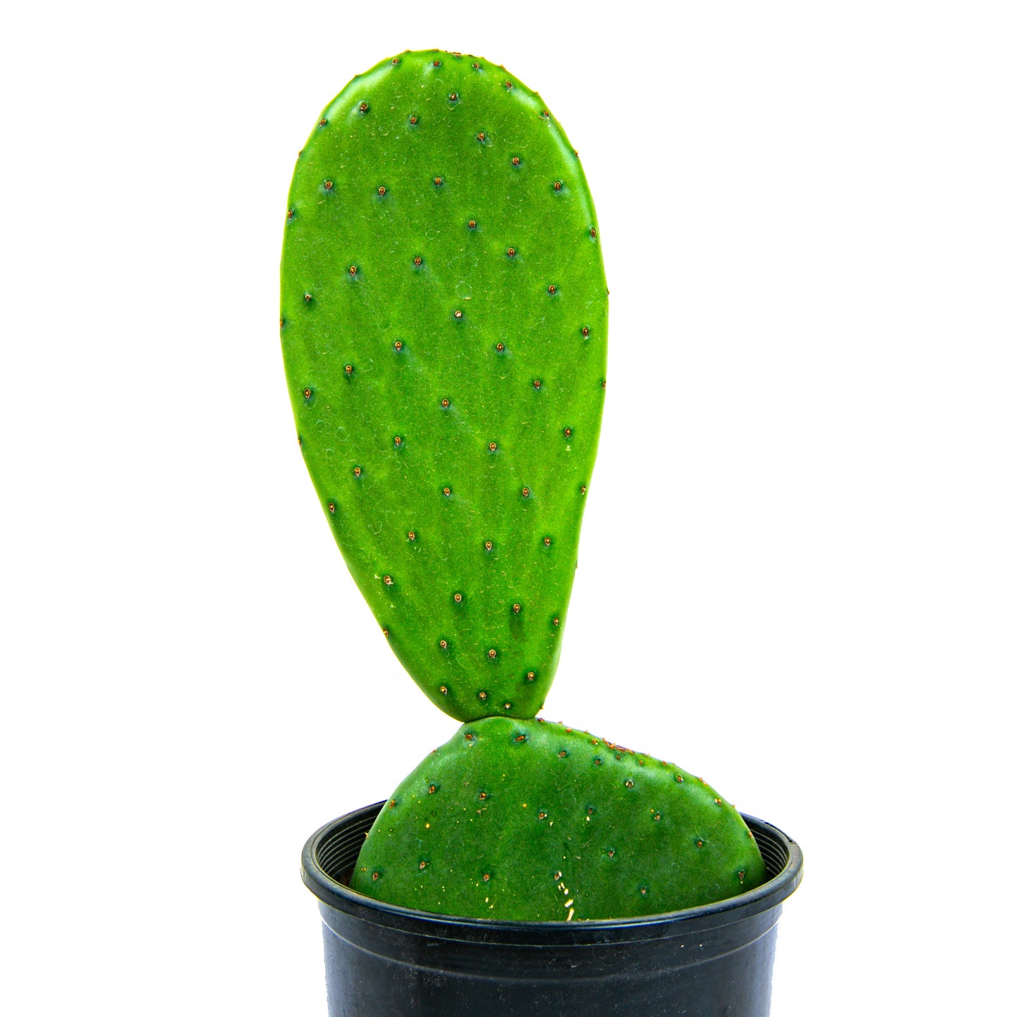 Nopal