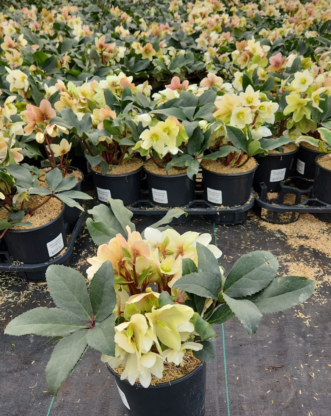 Gold Collection® Champion Helleborus