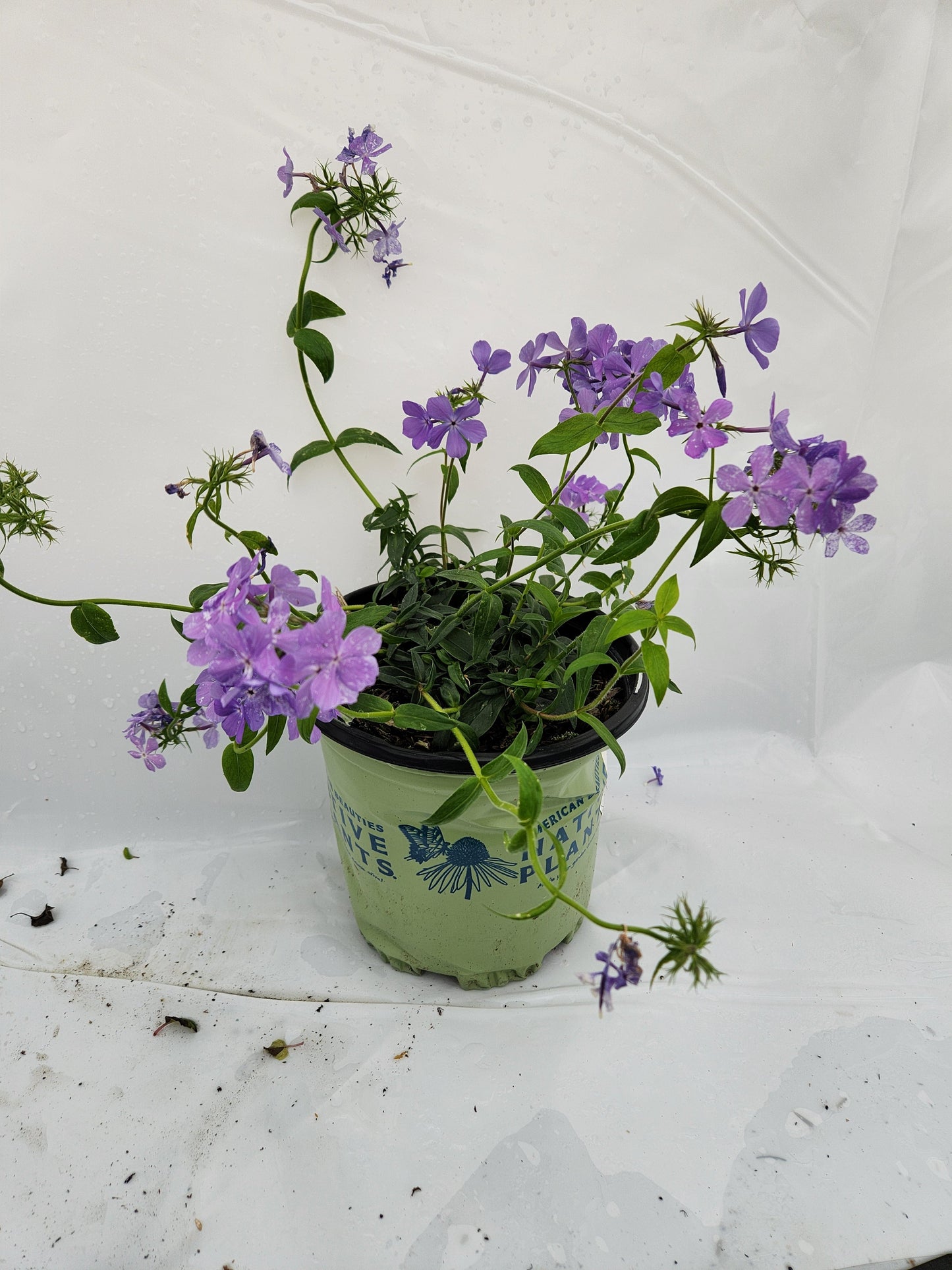 Blue Moon Woodland Phlox