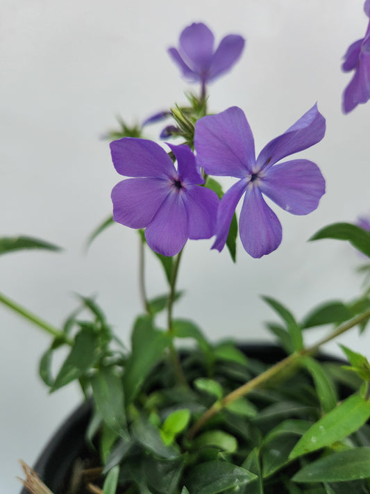 Blue Moon Woodland Phlox