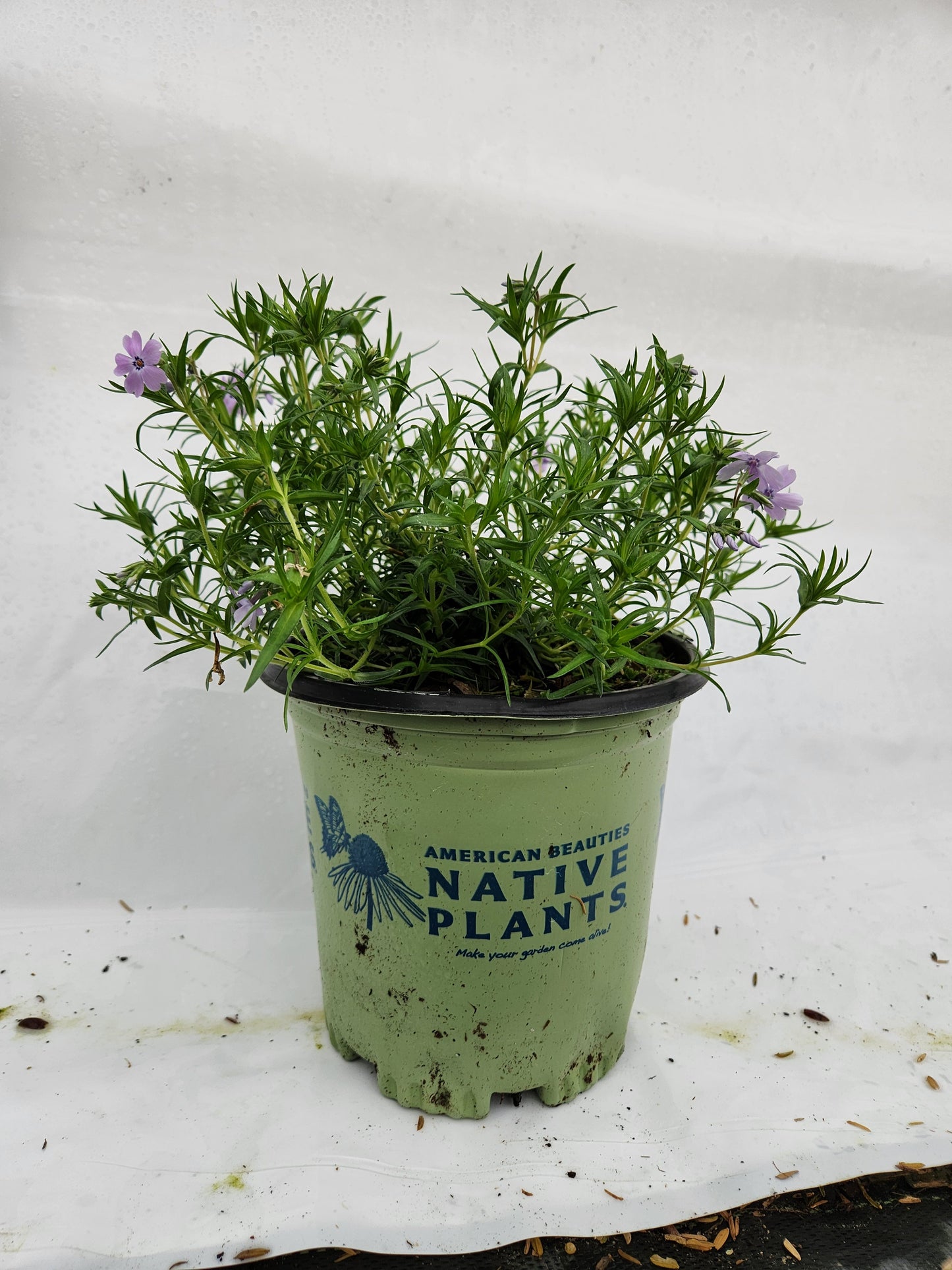 Spring Blue Moss Phlox