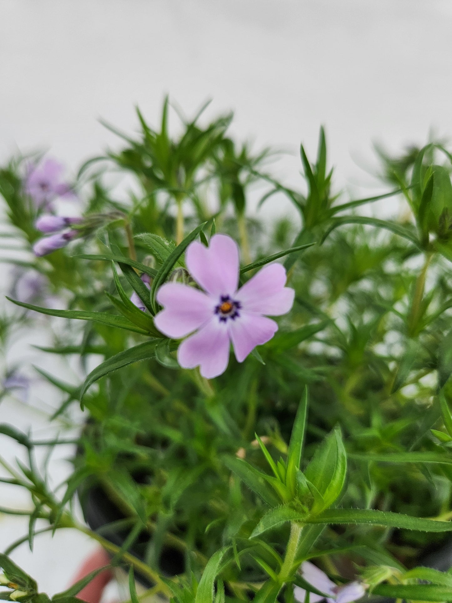 Spring Blue Moss Phlox