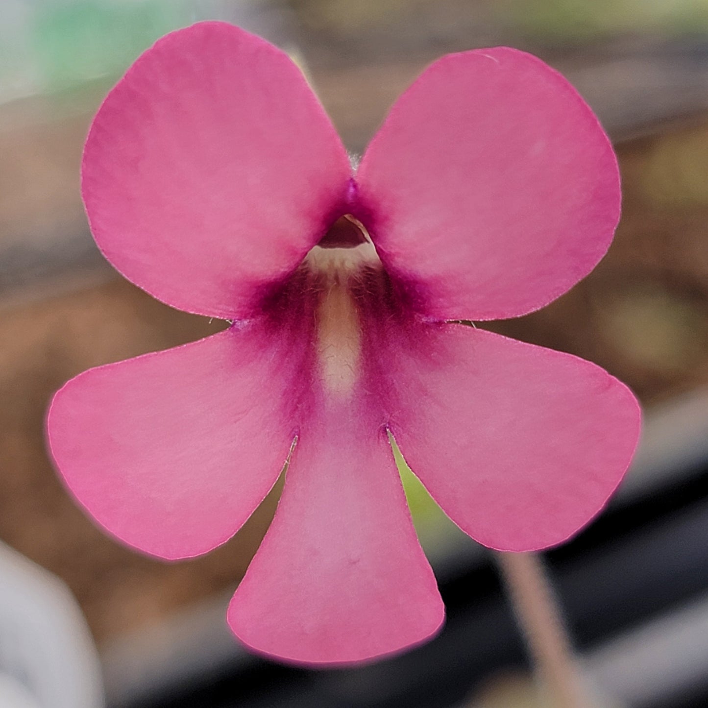 Pinguicula "Peaches"