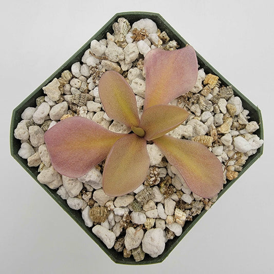 Pinguicula gigantea red x zamudioana Rainbow Carnivorous Plants LLC