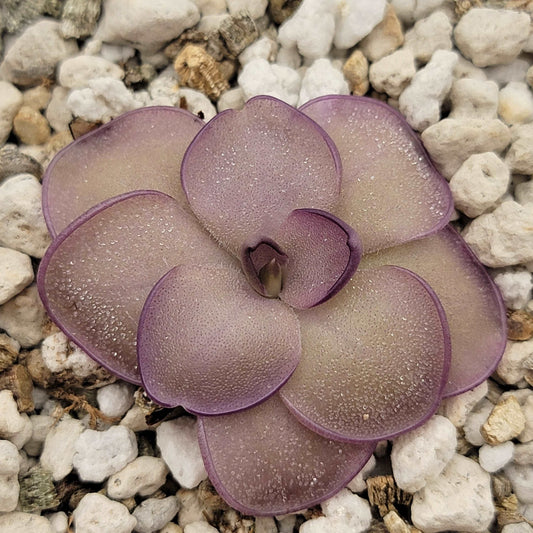 Pinguicula "Leilani" Rainbow Carnivorous Plants LLC