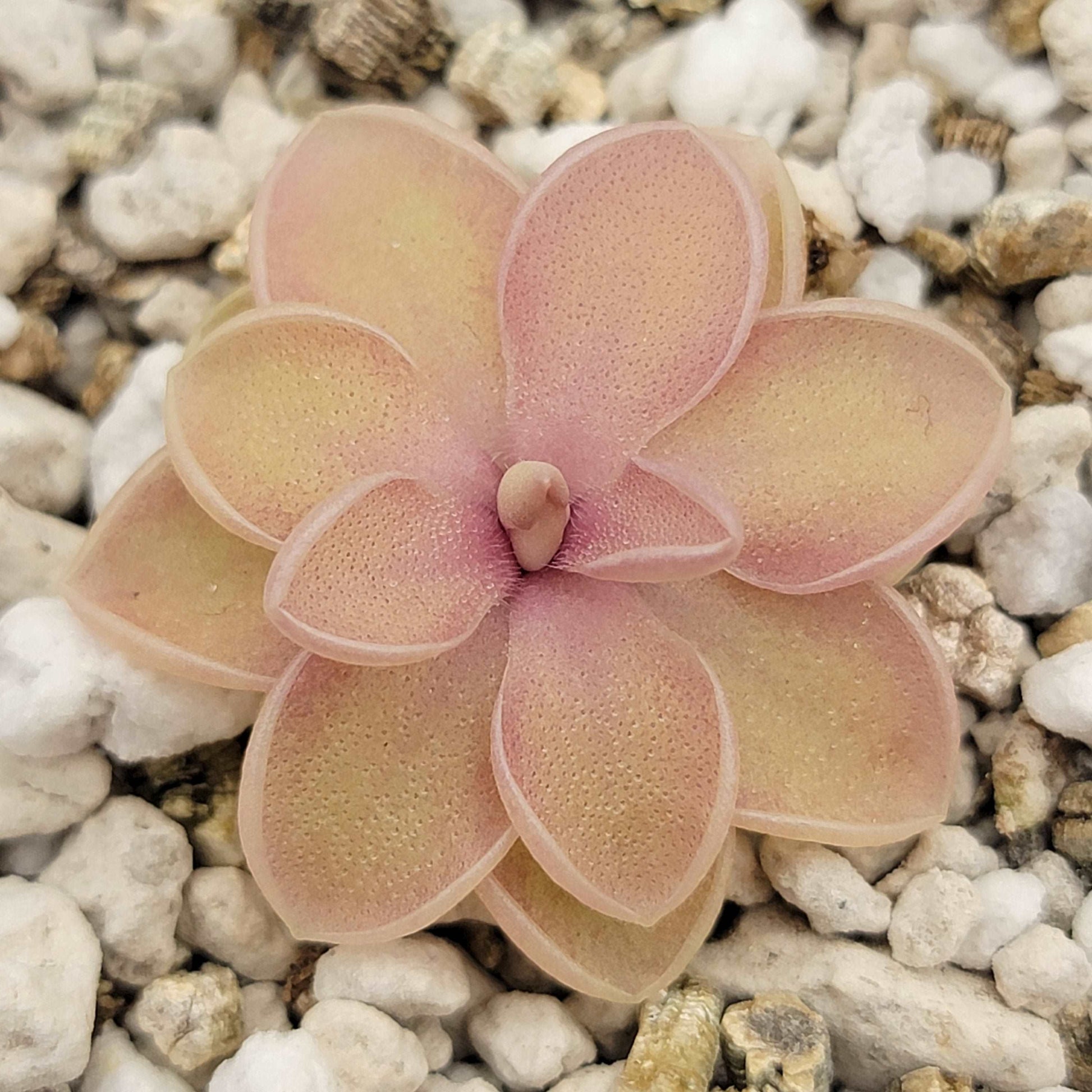 Pinguicula emarginata x jaumavensis Rainbow Carnivorous Plants LLC