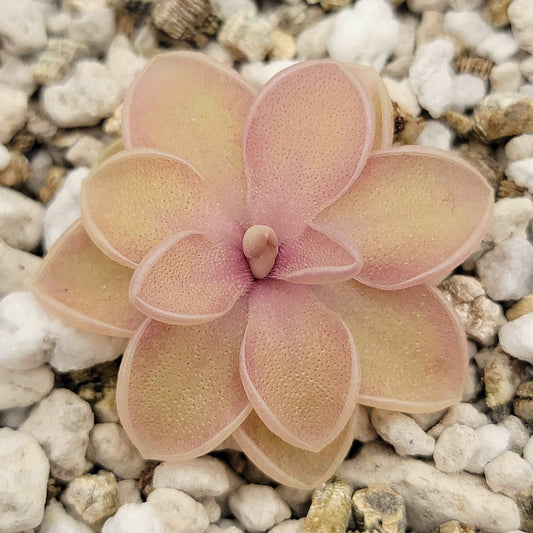 Pinguicula emarginata x jaumavensis Rainbow Carnivorous Plants LLC