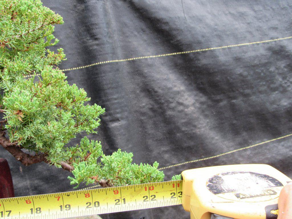 21 Year Old Double Cascade Juniper Specimen Bonsai Tree