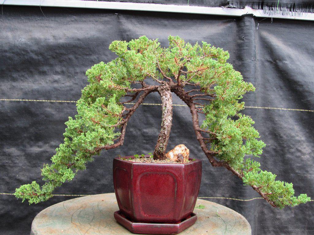 21 Year Old Double Cascade Juniper Specimen Bonsai Tree