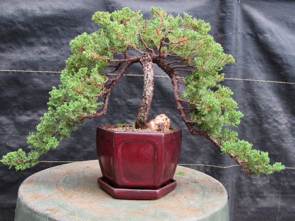 21 Year Old Double Cascade Juniper Specimen Bonsai Tree