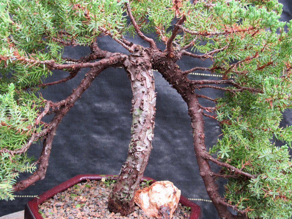 21 Year Old Double Cascade Juniper Specimen Bonsai Tree