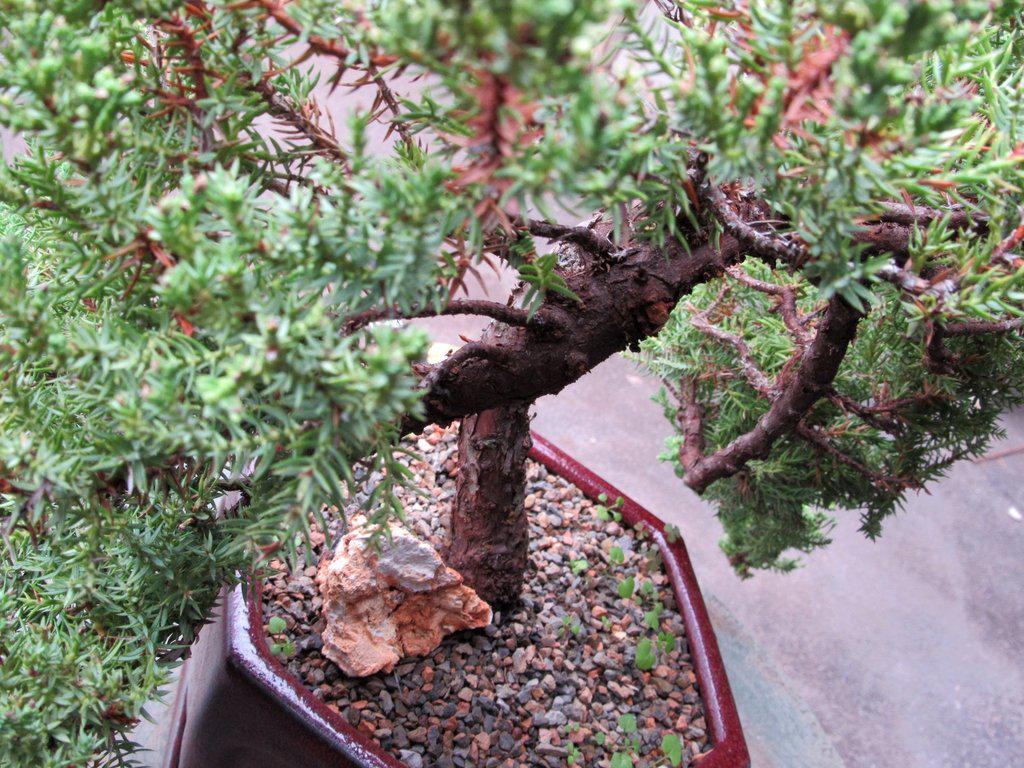 21 Year Old Double Cascade Juniper Specimen Bonsai Tree