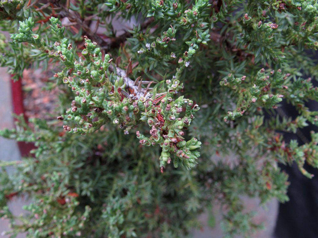 21 Year Old Double Cascade Juniper Specimen Bonsai Tree