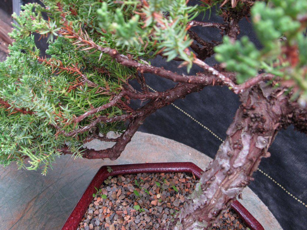 21 Year Old Double Cascade Juniper Specimen Bonsai Tree