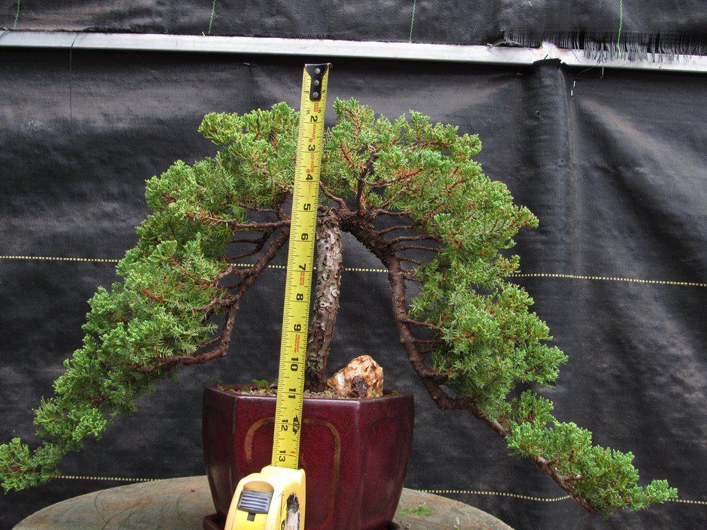 21 Year Old Double Cascade Juniper Specimen Bonsai Tree