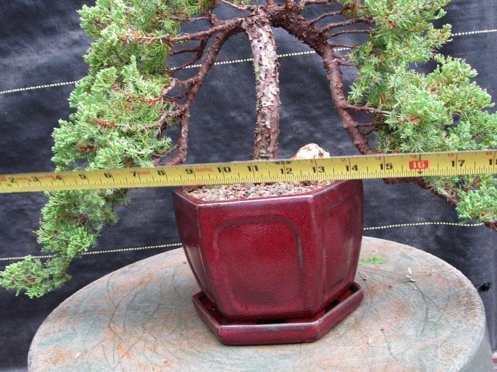 21 Year Old Double Cascade Juniper Specimen Bonsai Tree