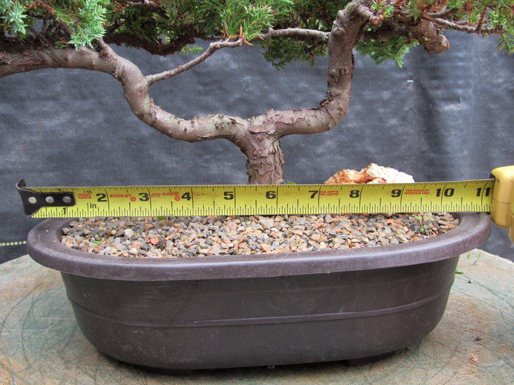 21 Year Old Double Upright Juniper Specimen Bonsai Tree